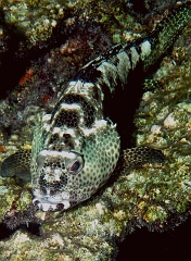 Velidhu - 2013_03_09 - IMG_0293rf_Merou tapis - Epinephelus macrospilos_House reef_pmt